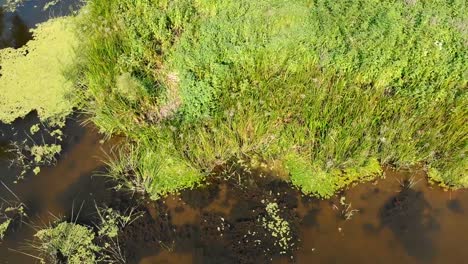 River-Bed---top-view-from-drone