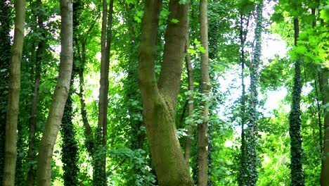 Árboles-en-el-bosque-en-4-k-lenta-60fps