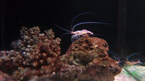 Marine-Garnele-Lysmata-Amboinensis-(Putzergarnelen).