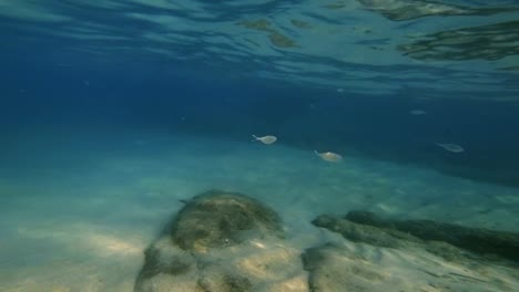 scuba-diving-underwater-4k