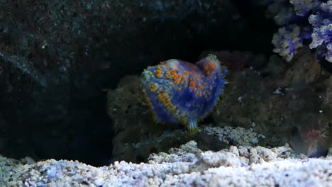 Sea-slug-en-el-tanque-de-agua.