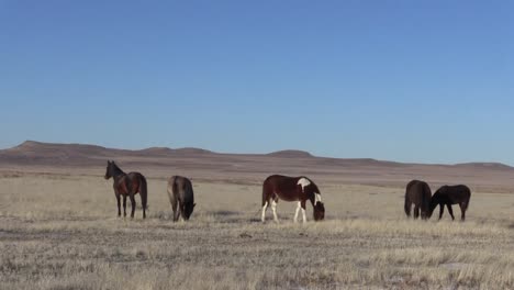 Wilde-Pferde-in-der-Wüste-von-Utah