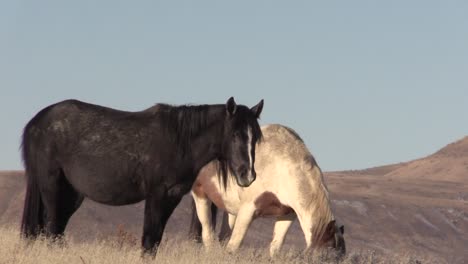 Wilde-Pferde-in-der-Wüste-von-Utah