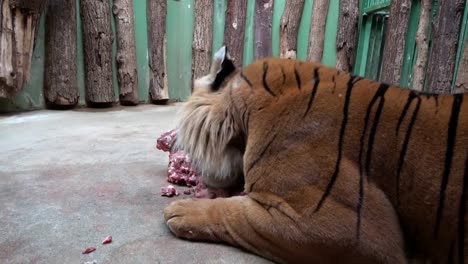 Tigre-come-carne-fresca