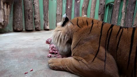 Tiger-Essen-frisches-Fleisch