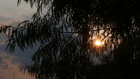 Sunset-through-the-trees