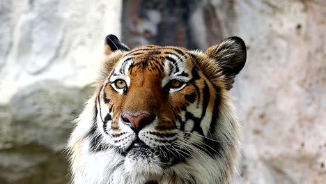 Niedlichen-Tiger-in-der-Natur