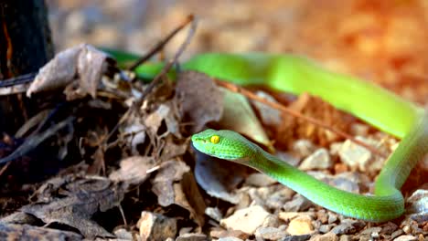 Serpiente-verde-de-hoyo-de-víboras-o-serpiente-albolabris-de-Trimeresurus-en-terreno-fondo