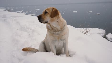 Perro-sin-hogar,-sentado-en-la-costa-en-fuertes-nevadas-en-invierno