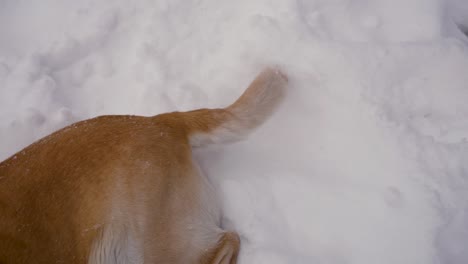 Close-Up-Of-A-Wagging-Tail-Of-A-Joyful-Dog-In-Winter