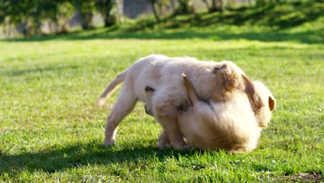 Beautiful-golden-retriever