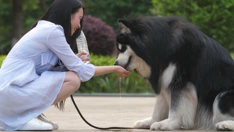 Young-woman-feeding-her-big-dog-water-with-bottle-and-hand,-4k