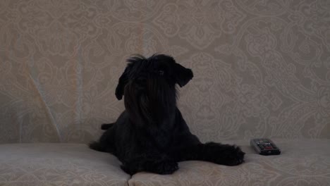 Schwarzer-liegt-Hund-auf-der-couch