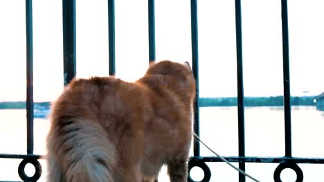 Red-dog-Karelo-Finnish-Laika-looks-at-the-water-on-the-quay-through-the-iron-fence-at-sunset