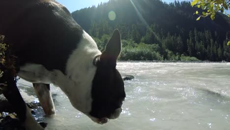 Perro-Boston-Terrier-en-naturaleza-beber-agua-del-río-blanco