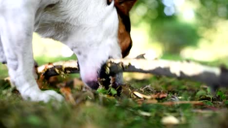 Jack-Russell-Kampf-mit-Stock