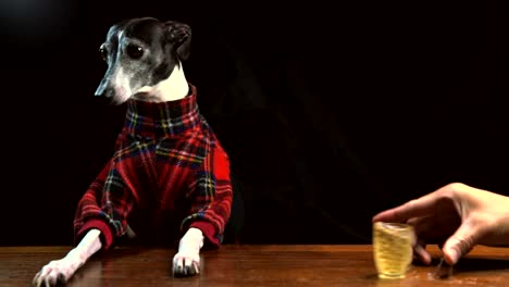 perro-sabueso-gris-italiano-borracho-en-camisa-a-cuadros-cae-una-cerveza-deslizante-en-el-bar