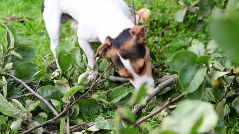 Jack-Russell-Kampf-mit-Stock