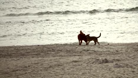 Perros-jugando-en-la-playa