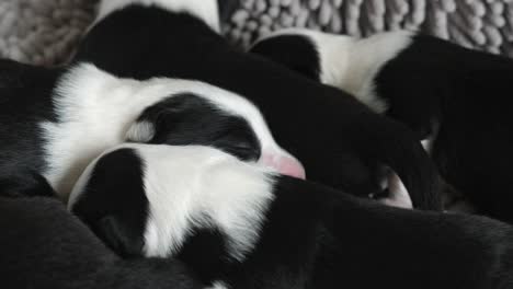 Newborn--Border-Collie-puppy-together-close-up