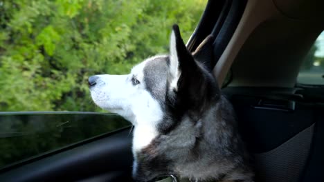 Siberian-husky-dog-sticking-her-nose-out-from-the-window-of-automobile-and-looking-to-beautiful-nature-at-countryside.-Young-domestic-animal-sitting-in-backseat-of-moving-car-at-sunny-day.-Close-up