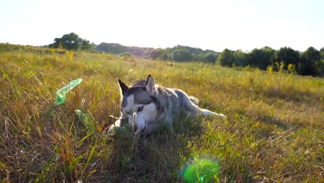 Dolly-Aufnahme-des-jungen-Siberian-Husky-Hund-liegend-auf-dem-grünen-Rasen-Wiese-und-beißen-eine-Plastikflasche-auf-Sonnenuntergang.-Porträt-von-verspielten-Tier-am-Feld.-Sommer-Landschaft-im-Hintergrund.-Niedrigen-Winkel-Ansicht-hautnah