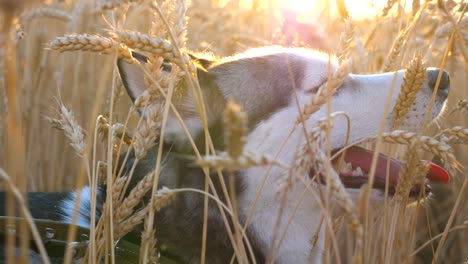 Nahaufnahme-des-jungen-Siberian-Husky-Maulkorb-Atmung-mit-Zunge-bei-goldene-Weizenfeld-auf-dem-Sunset-herausragen.-Schöne-Haustier-auf-Sommertag-in-hohen-Ährchen-Wiese-sitzen.-Seitenansicht