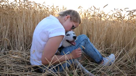 Young-girl-in-sunglasses-sitting-among-golden-spikelets-at-meadow-and-caress-her-husky-dog-at-sunset.-Happy-woman-with-blonde-hair-stroking-and-kissing-her-pet-in-field-of-ripe-wheat.-Side-view