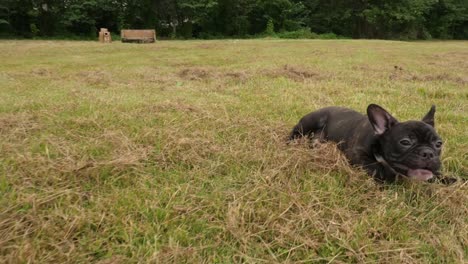 Cachorro-de-Bulldog-Francés-de-negro-al-aire-libre,-4k