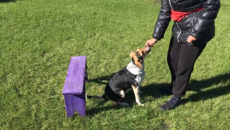 Woman-teach-dog-to-wriggle-under-garden-bench