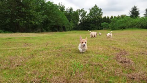 Grupo-de-precioso-cachorro-jugando-al-aire-libre,-4k