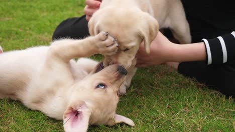 Zwei-Labrador-Welpen-zusammen-spielen-im-Freien,-4k