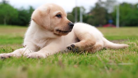 Cerca-de-un-Labrador-cachorro-descanso-al-aire-libre,-4k