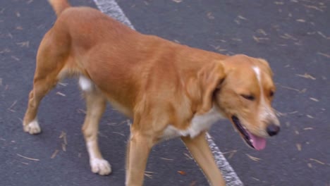 Roten-Hund-zu-Fuß-unterwegs-und-hoffentlich-Blick-in-die-Kamera-verloren