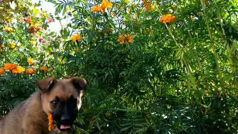 Dog-among-flowers.