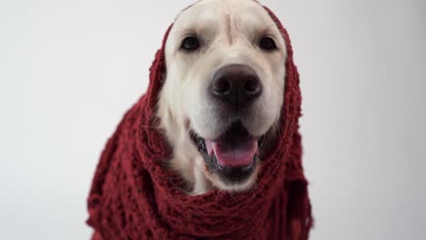 Liebe-für-Haustiere---lustige-Porträt-eines-golden-Retrievers-in-einen-warmen-Schal-auf-weißem-Hintergrund