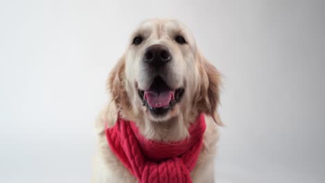 amor-por-los-animales-domésticos---divertido-retrato-de-un-perro-perdiguero-de-oro-en-una-bufanda-caliente-sobre-un-fondo-blanco