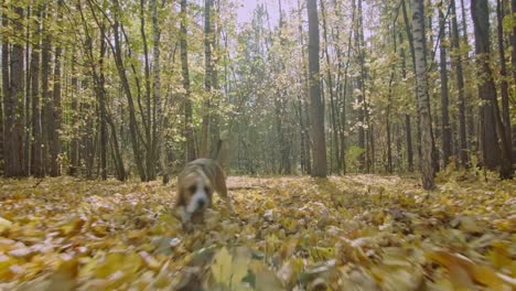 Perro-en-el-bosque-del-otoño