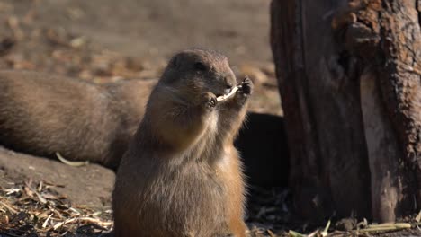 Black-tailed-Prairie-Dog-Essen