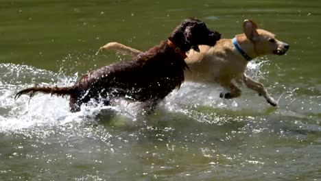 Dogs-playing-in-the-water-in-4k-slow-motion-60fps