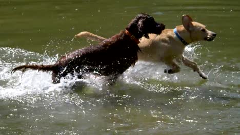 Perros-jugando-en-el-agua-en-4-k-lenta-60fps