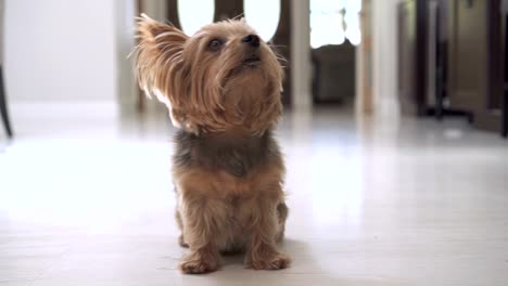 4K-Porträt-des-Yorkshire-Terrier-Hund-sitzen-auf-dem-Boden,-Blick-in-die-Kamera