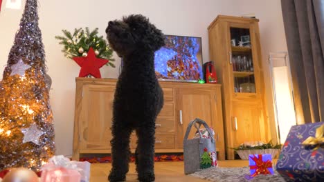 Bonito-perrito-(Caniche)-trae-los-regalos-de-Navidad