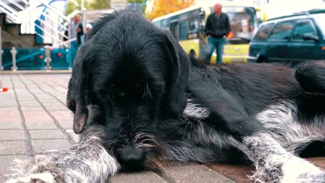 Stray-Shaggy-Dog-lies-on-a-City-Street-against-the-Background-of-Passing-Cars-and-People