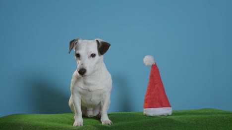 Jack-Russell-Terrier-Hund-mit-Weihnachtsmütze-auf-Türkis-Hintergrund