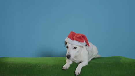 gato-perro-terrier-de-russell-con-sombrero-de-santa-sobre-fondo-turquesa