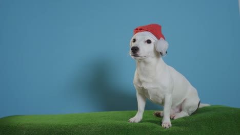 Jack-Russell-Terrier-Hund-mit-Weihnachtsmütze-auf-Türkis-Hintergrund