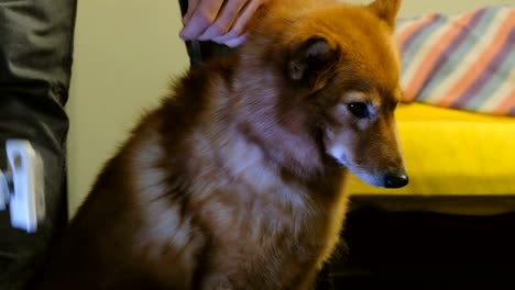 A-man-combs-the-wool-of-a-dog-at-home-close-up