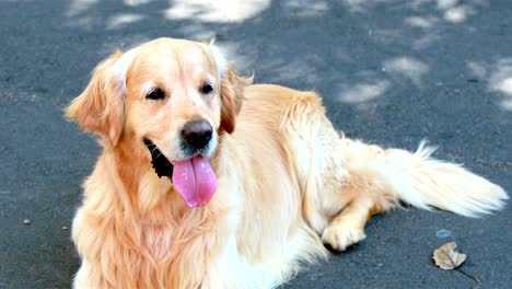 Dog-looking-at-camera