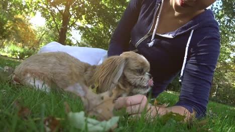 Frau-spielen-mit-dem-Hund-im-Freien